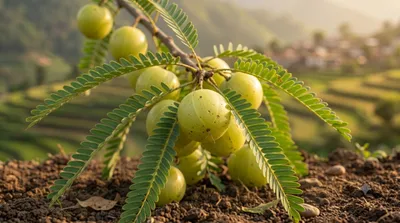 Amalaki (Amla / Indian Gooseberry)