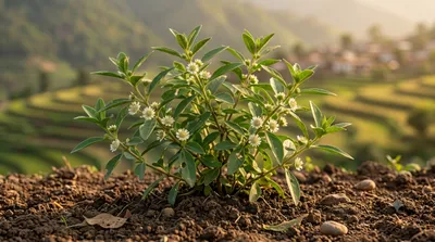 Bhringraj (Eclipta prostrata)