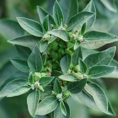 Fresh Ashwagandha Botanical Herbs